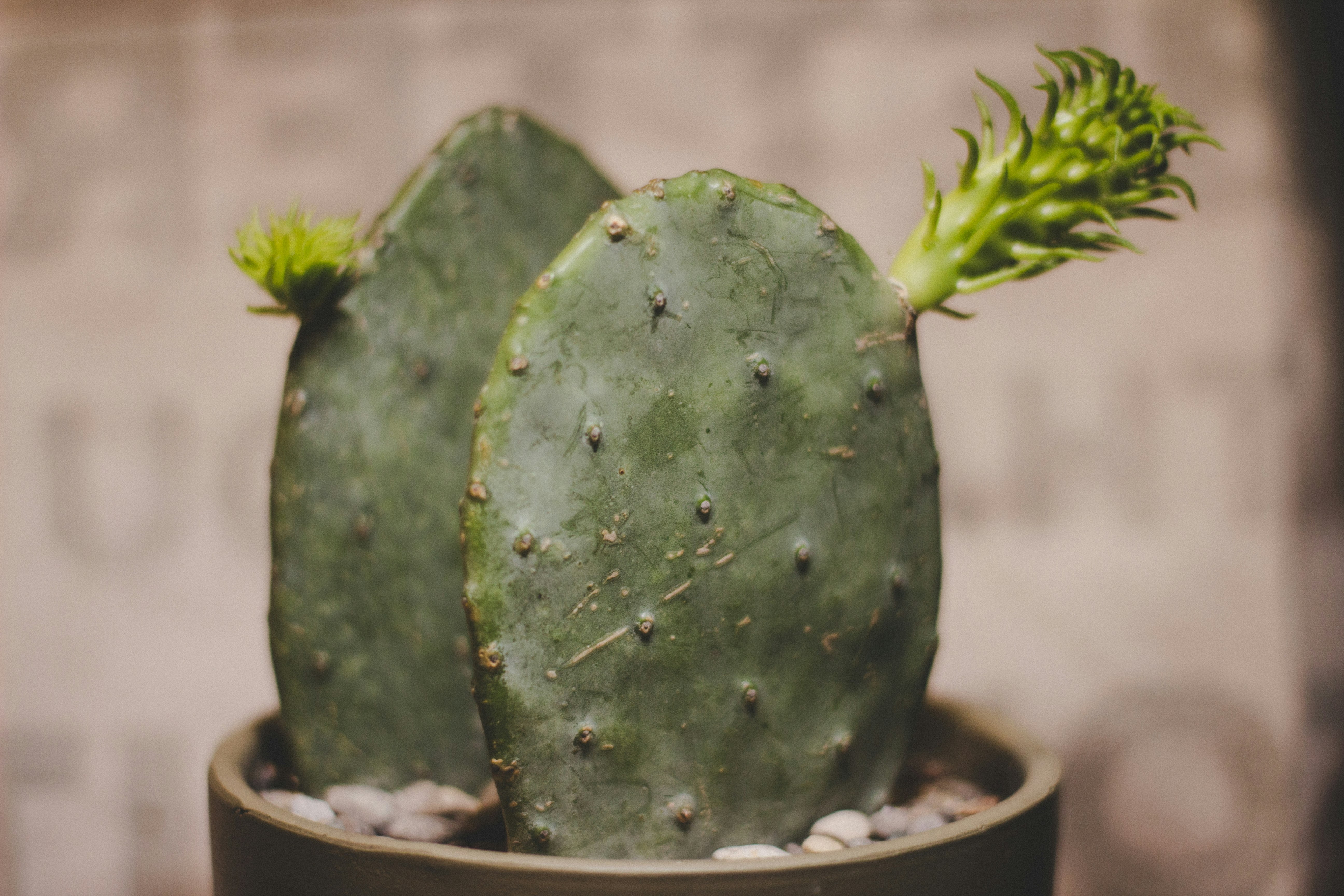 green cactus in white pot